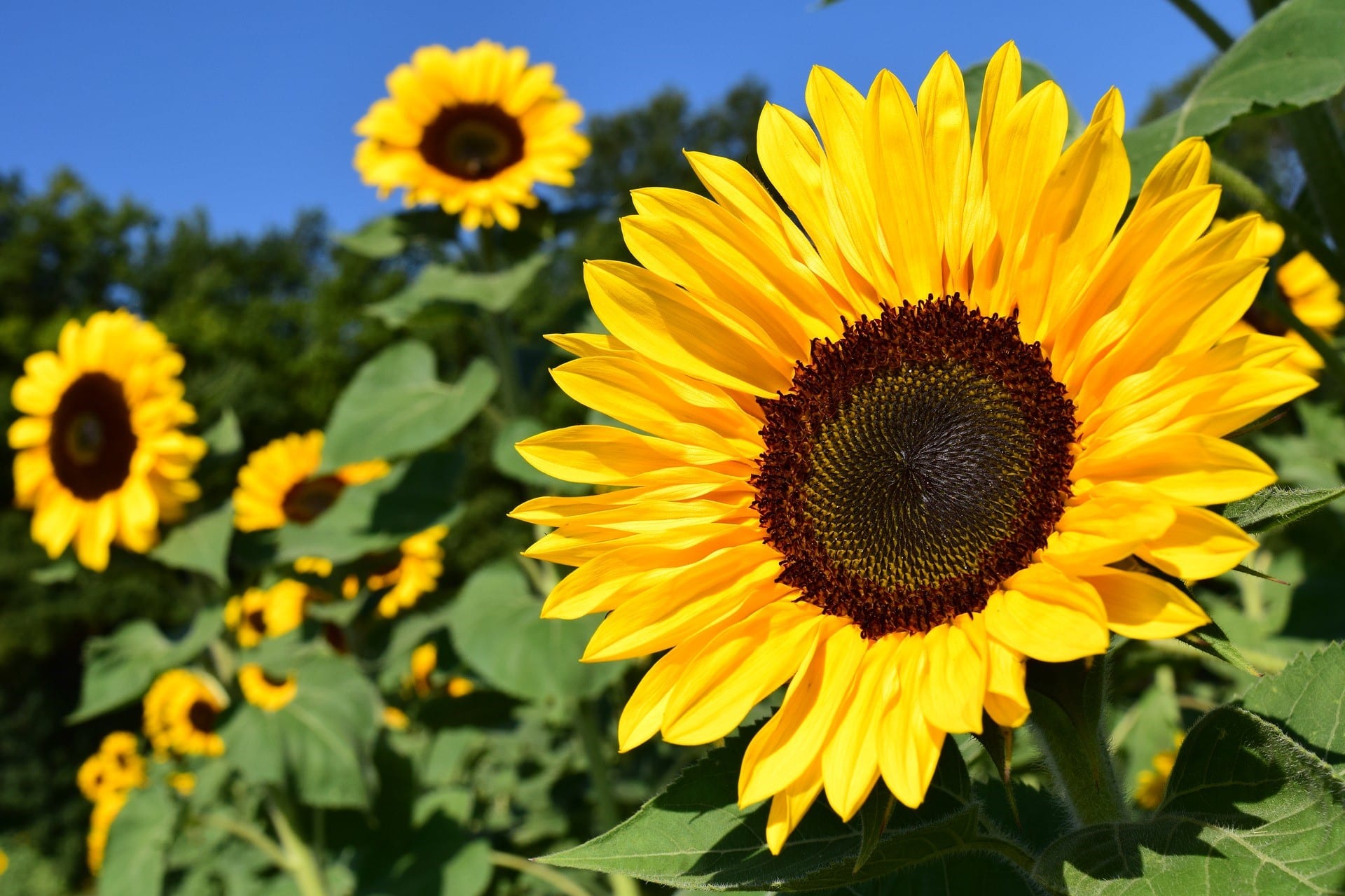6 Cara Menanam Bunga  Matahari  Lengkap  beserta gambar  dan 