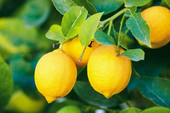 Merawat tanaman jeruk lemon