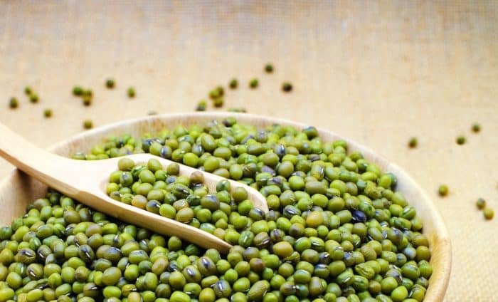 cara menanam kacang hijau