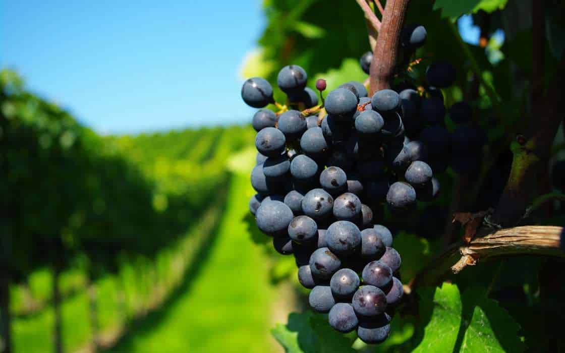 6 Tanaman Anggur (Jenis-jenis dan manfaat)