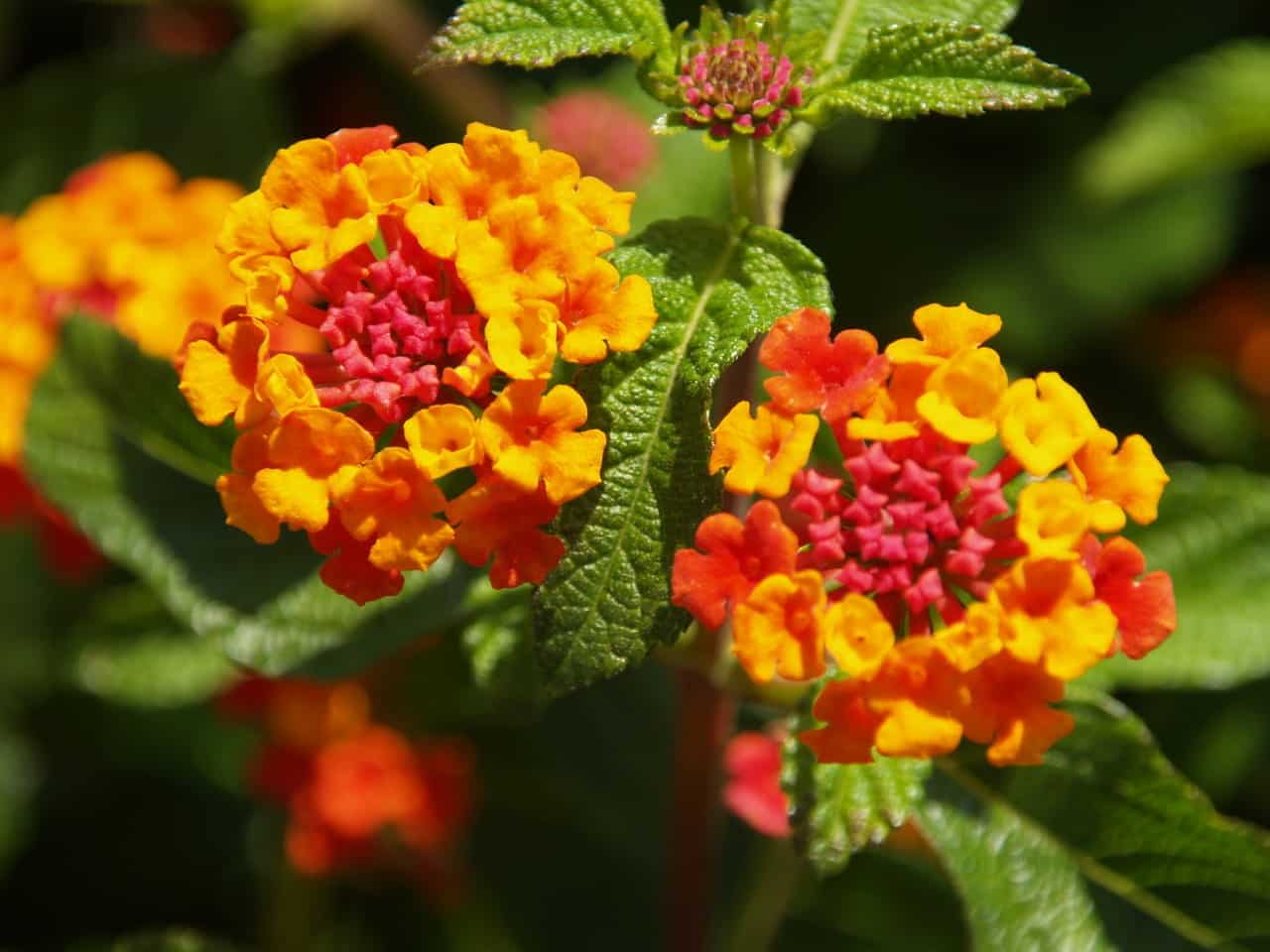 Lantana trifolia