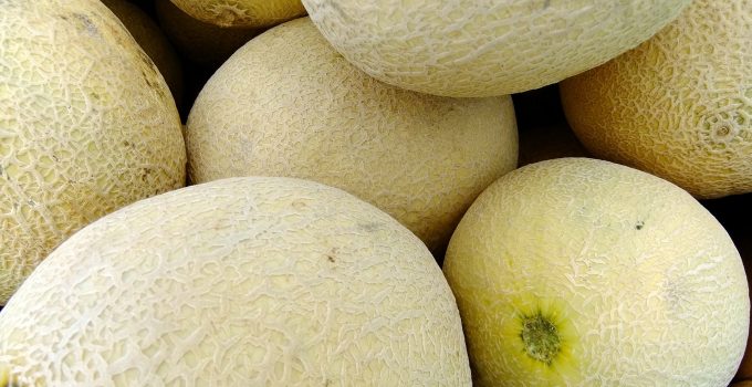 7 Tanaman Melon Jenis Dan Cara Merawat 7 Tanaman Melon Jenis Dan Cara Merawat