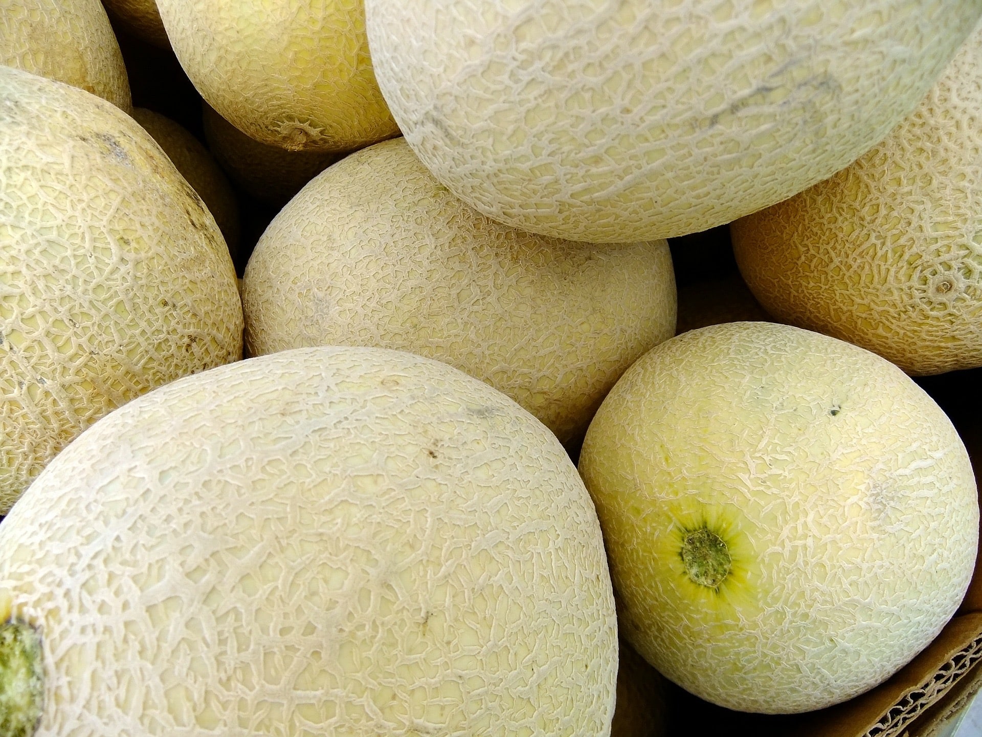 7 Tanaman Melon (Jenis dan cara merawat)