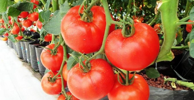 6 Tanaman Tomat Sejarah Ciri Dan Jenis Jenisnya