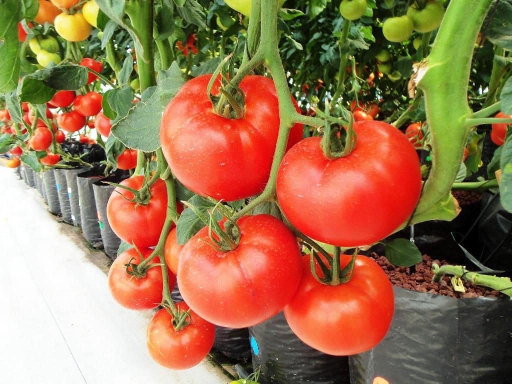 6 Tanaman Tomat : Sejarah, Ciri dan Jenis-jenisnya