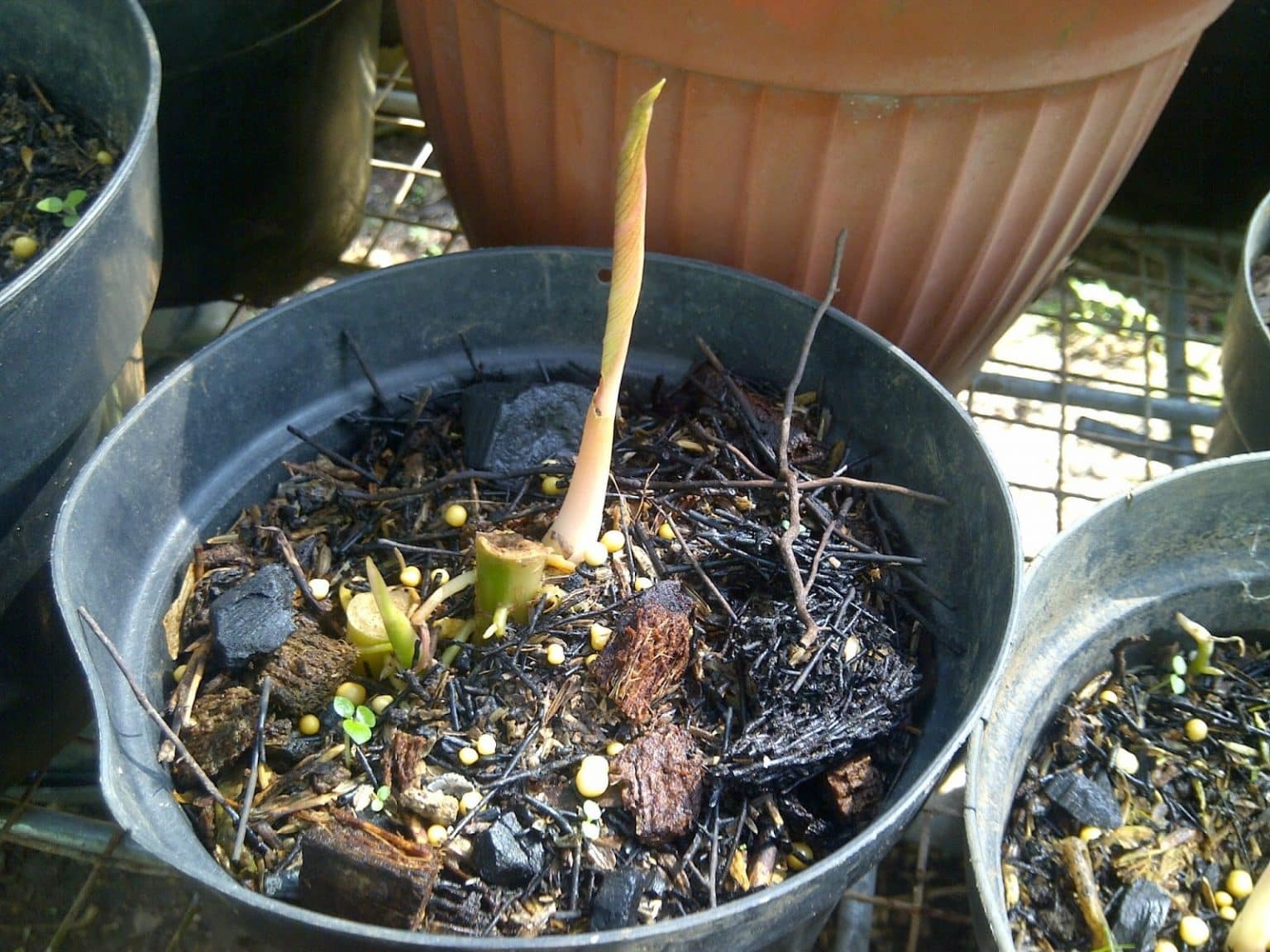 Anak tunas akar Thegorbalsla