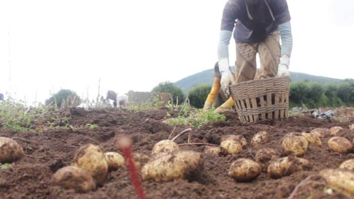 Rahasia Sukses Menanam Kentang: Panduan Lengkap Meraih Hasil Panen Optimal