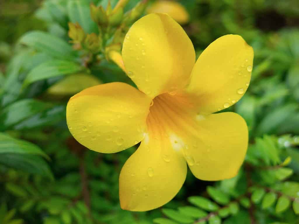 Bunga Alamanda - Thegorbalsla