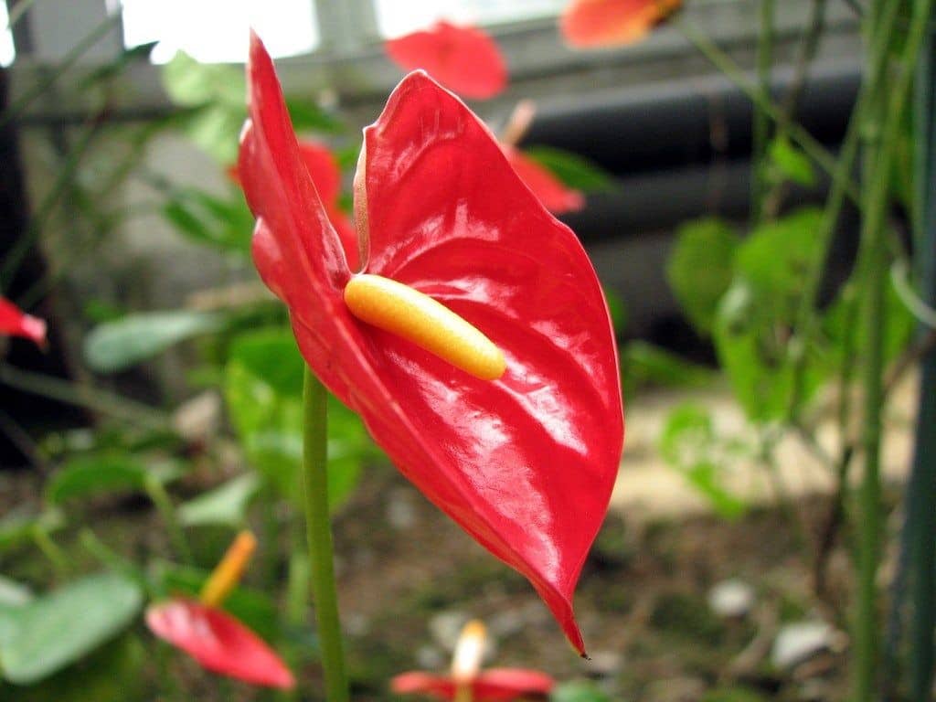  Bunga Anthurium  Thegorbalsla