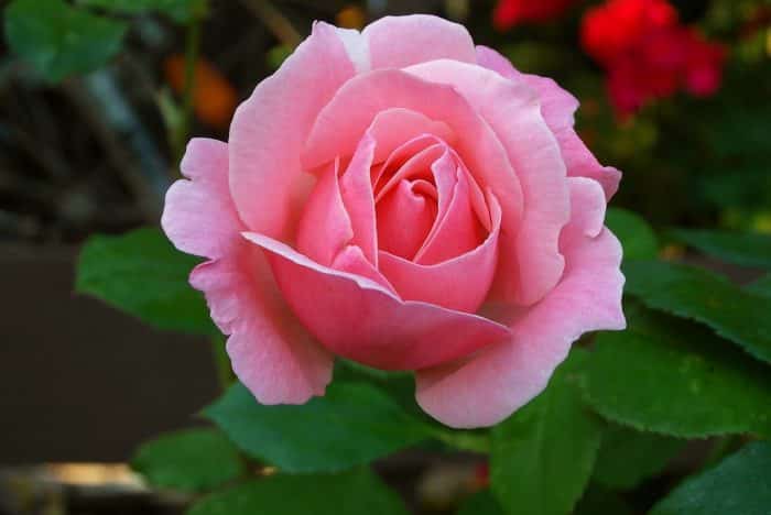 Warna mencolok pada mahkota bunga mawar bertujuan untuk
