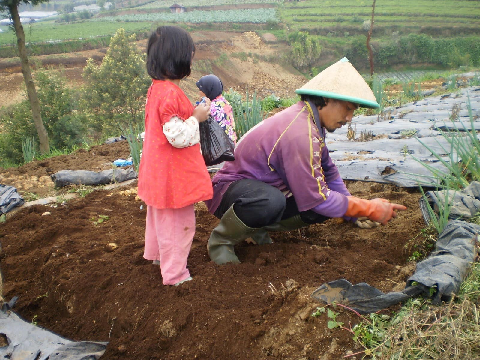 Cara Menanam Kentang di Kebun Thegorbalsla