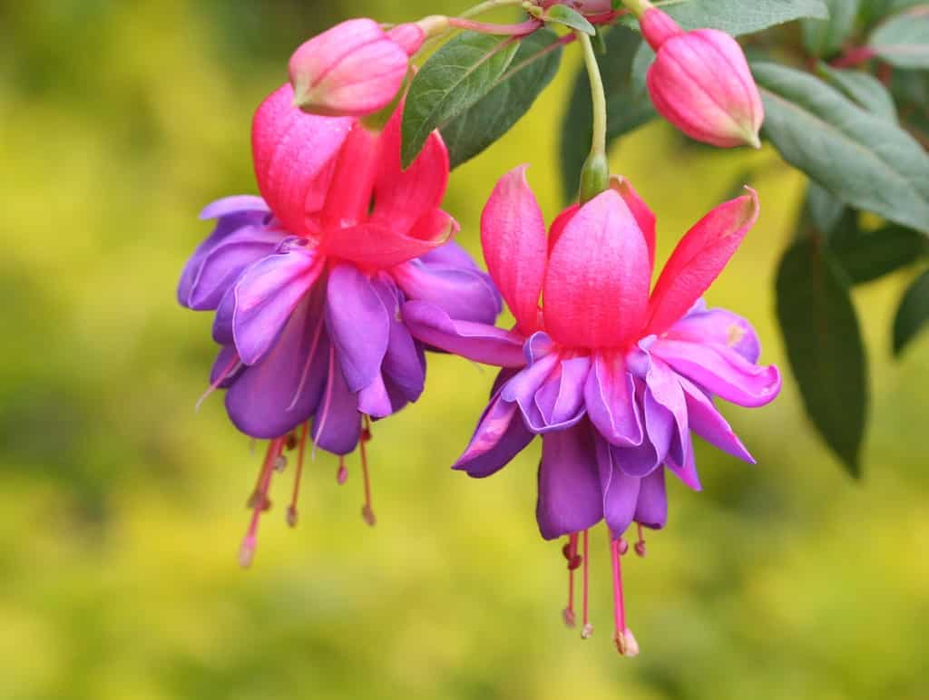 Menanam Tanaman Hias Bunga Fuchsia - Thegorbalsla