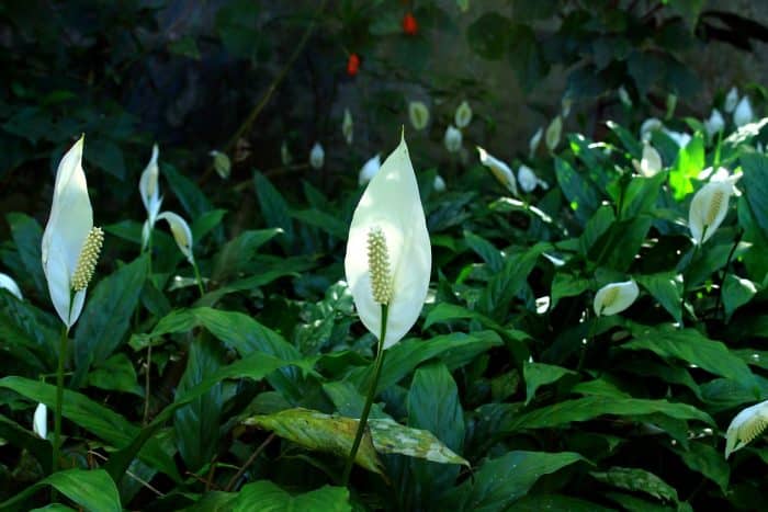 Peace Lilly