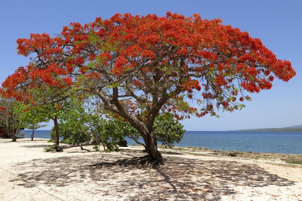  Pohon  Flamboyan Thegorbalsla