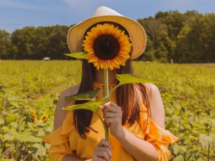 Proses Pemeliharaan Tanaman Bunga Matahari