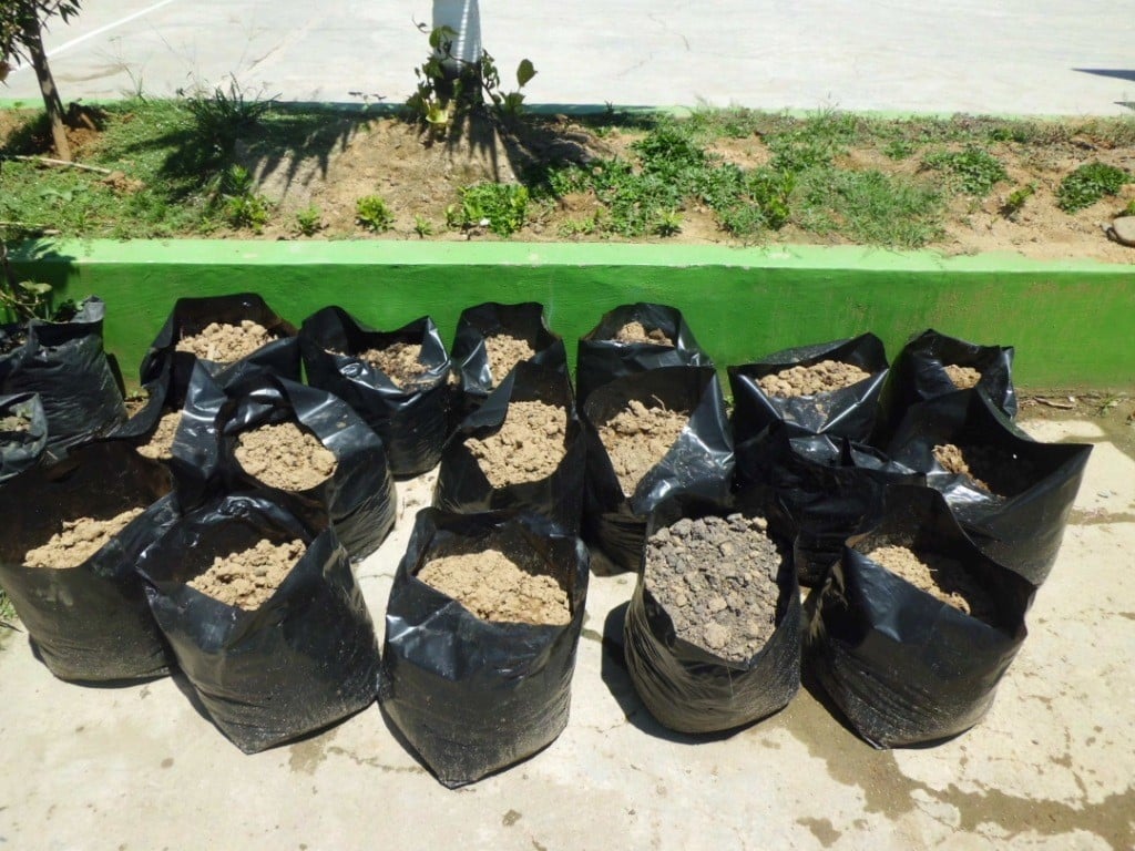 Siapkan pot  atau polybag  Thegorbalsla