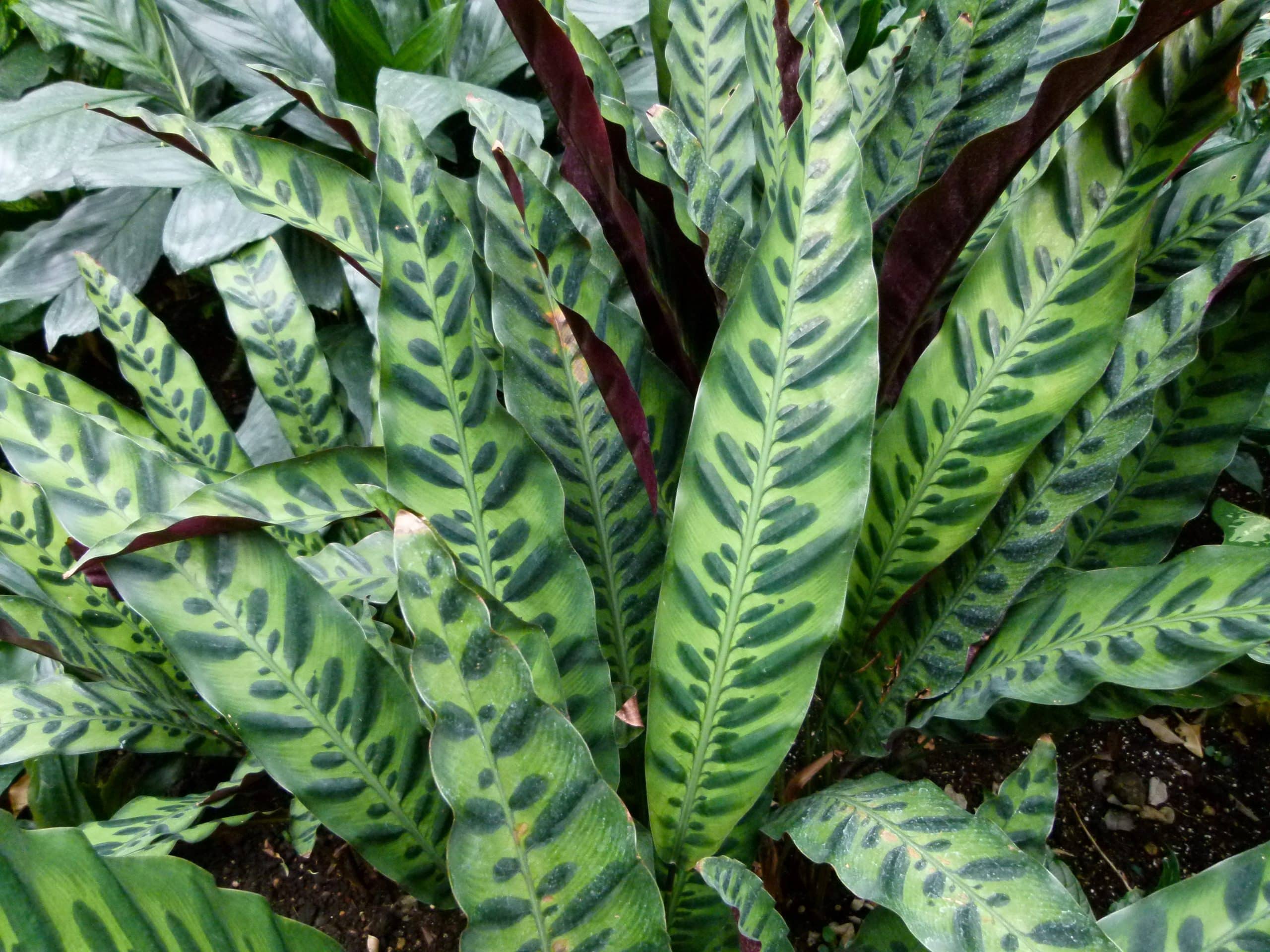  Tanaman  Calathea Bulu  Ayam  Thegorbalsla