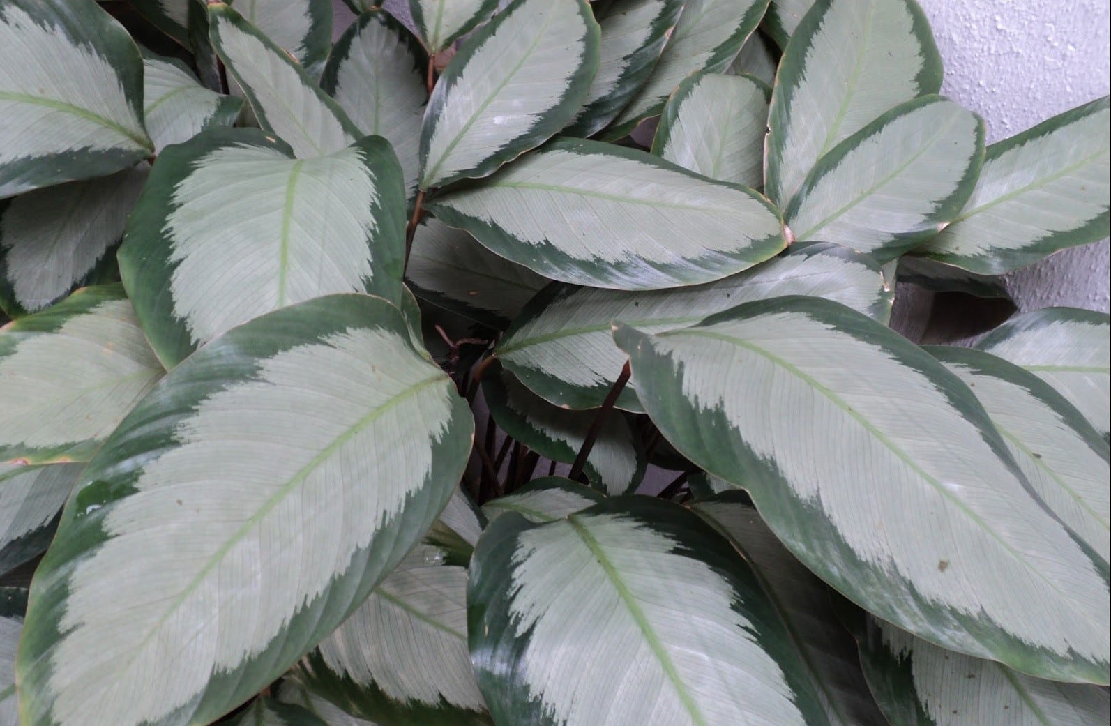  Tanaman  Calathea  Silver  Thegorbalsla