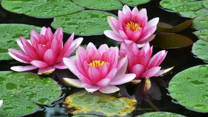 Tanaman Lotus
