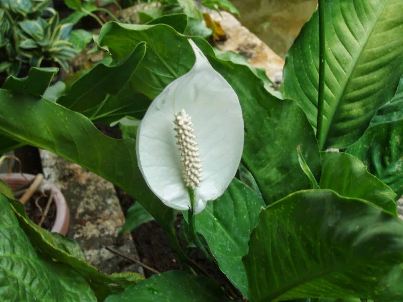 Tanaman Peace Lily