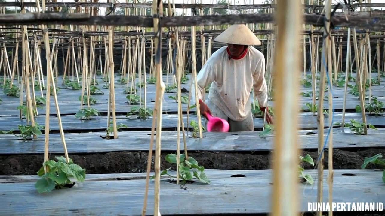 Teknik Penyiraman Tanaman - Thegorbalsla