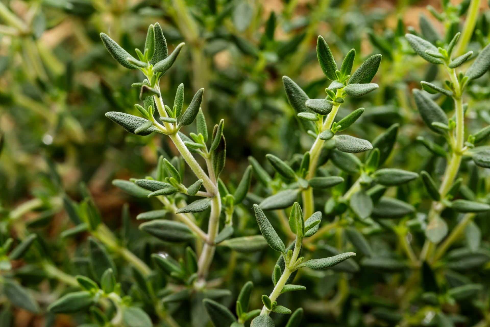 thyme meaning in bengali thyme meaning in bengali