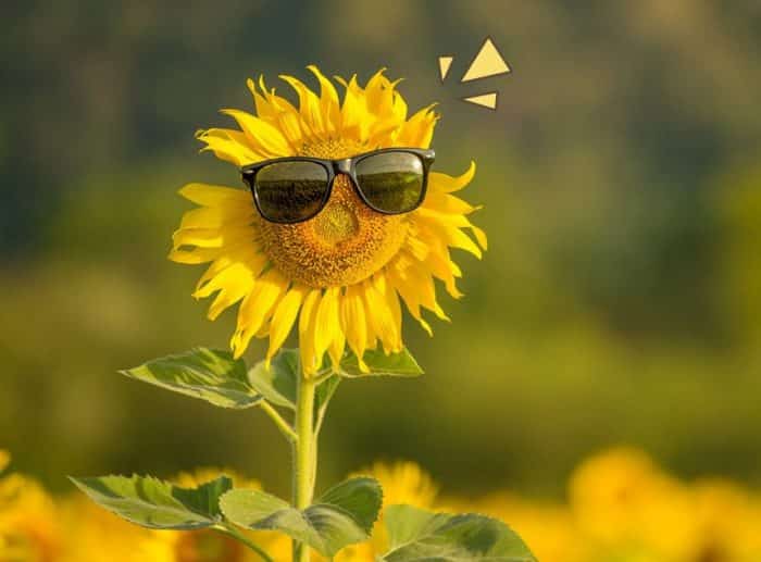 Tips-Tips Cara Menanam Bunga Matahari
