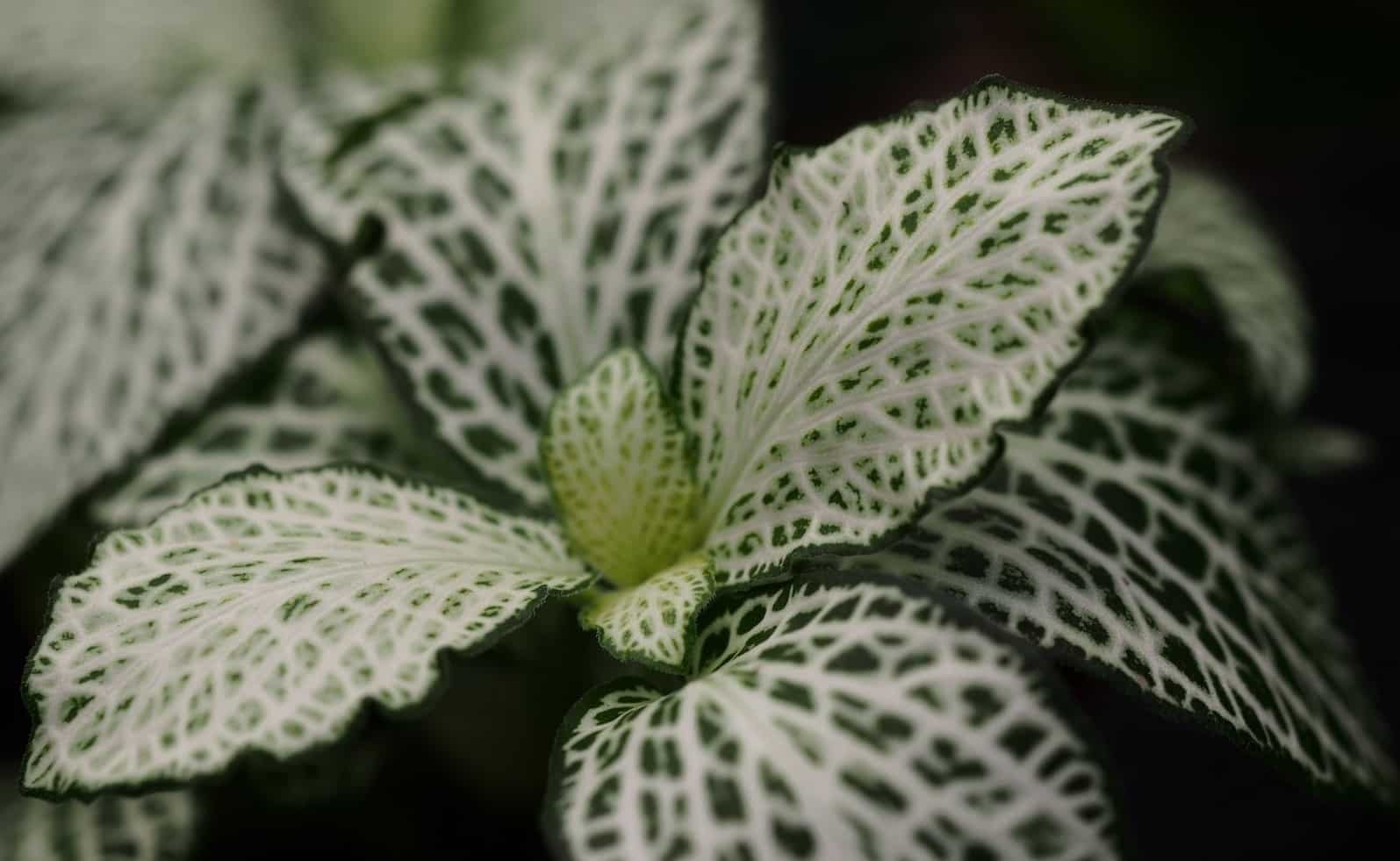 White anne Thegorbalsla