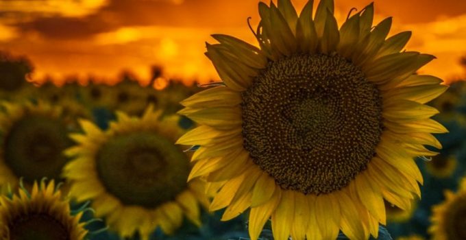 Cara Menanam Bunga Matahari Jenis Syarat Dan Cara Mengolah