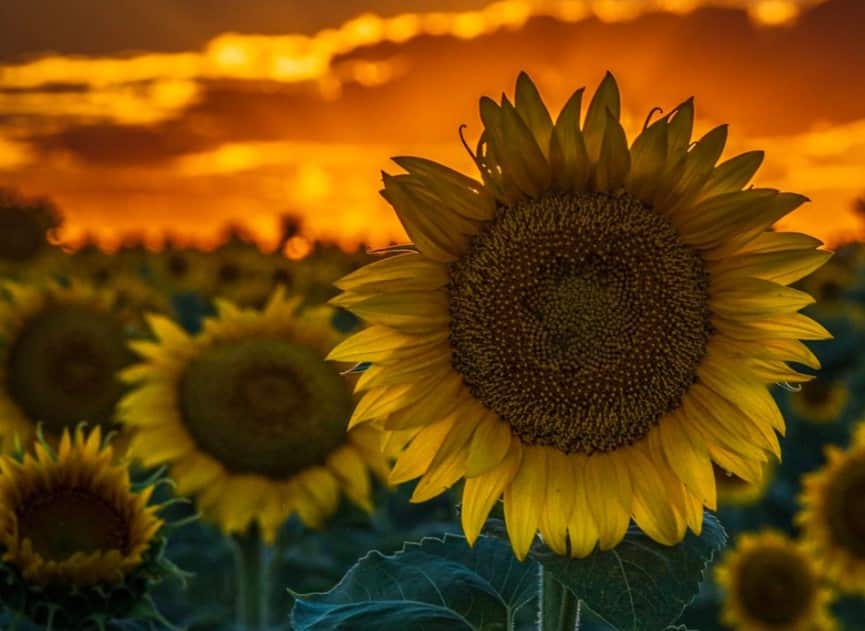 Cara Menanam Bunga Matahari : Jenis, Syarat dan Cara Mengolah