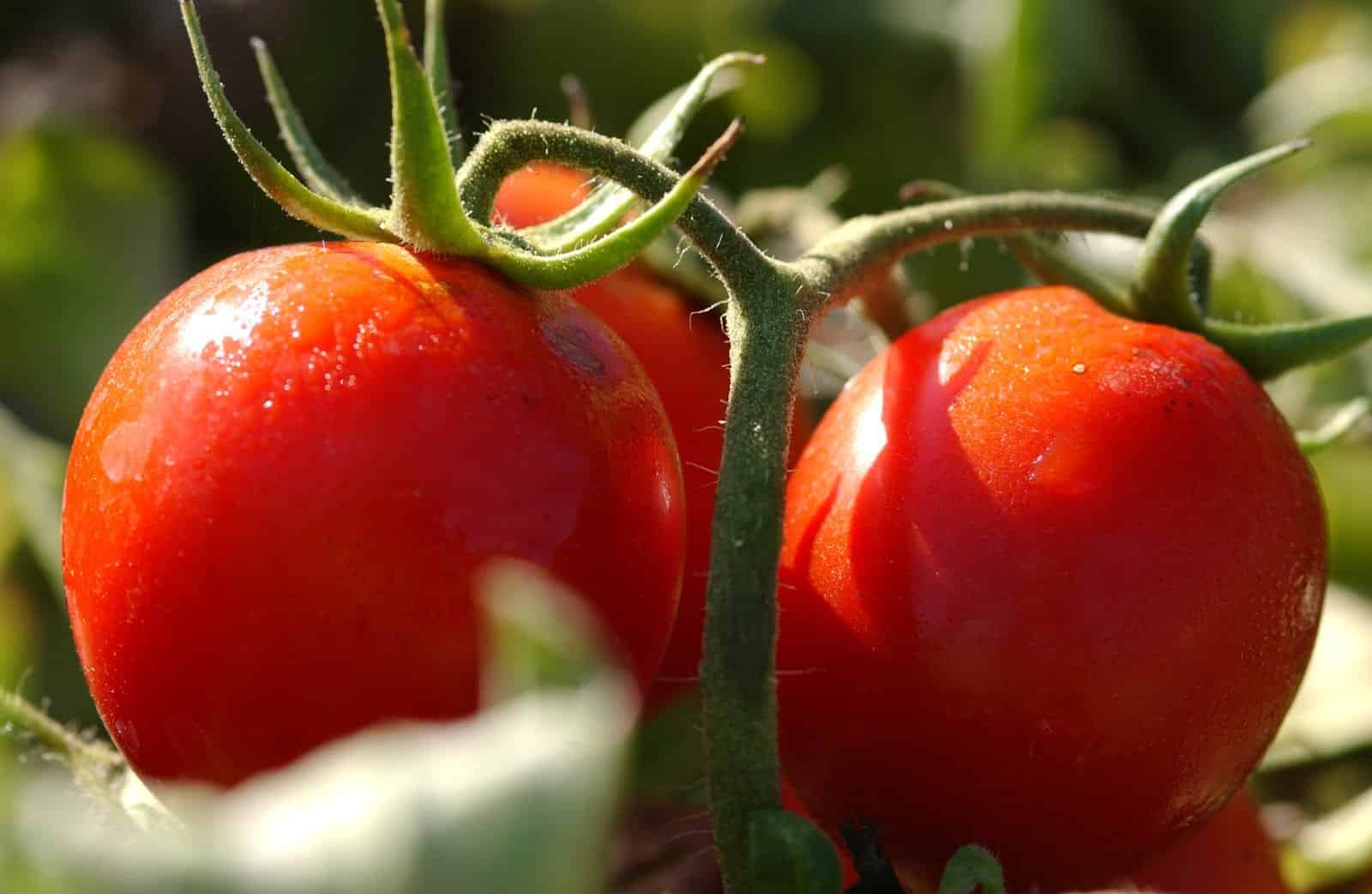7 Cara Menanam Tomat (Lengkap beserta deskripsi dengan gambar)