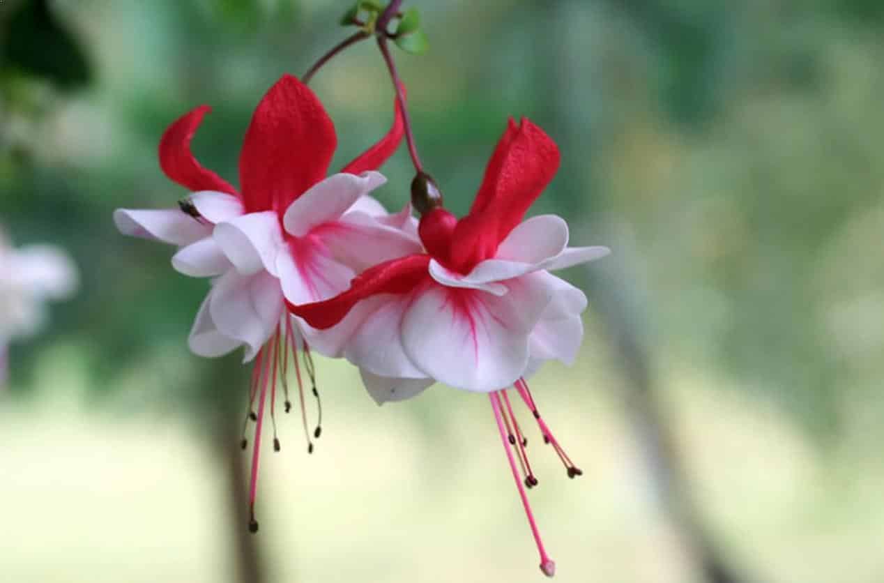 Tanaman Hias Bunga Fuchsia Yang Raup Ratusan Juta Rupiah