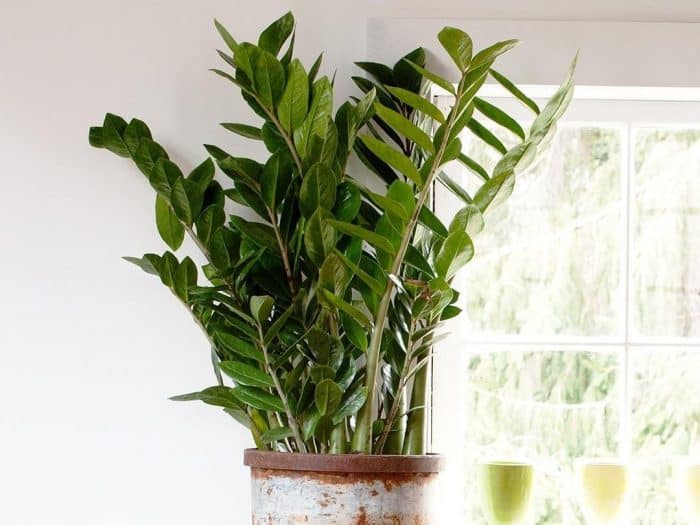 6 Tanaman Hias Zamia Lengkap Dengan Jenis Dan Cara Menanam