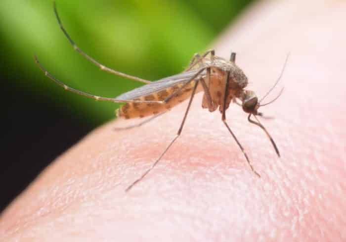 Apa Itu Tanaman Pengusir Nyamuk?