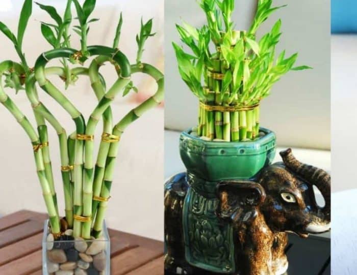 tanaman yang dapat ditanam didalam pot sejenis talas dapat dikembangbiakan dengan cara