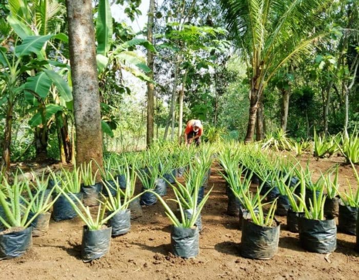 5 Tanaman Lidah Buaya Lengkap Dengan Cara Menanam Dan Merawat