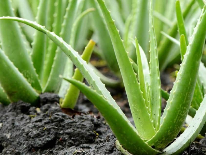  Kandungan  yang Terdapat pada Tanaman Lidah  Buaya  