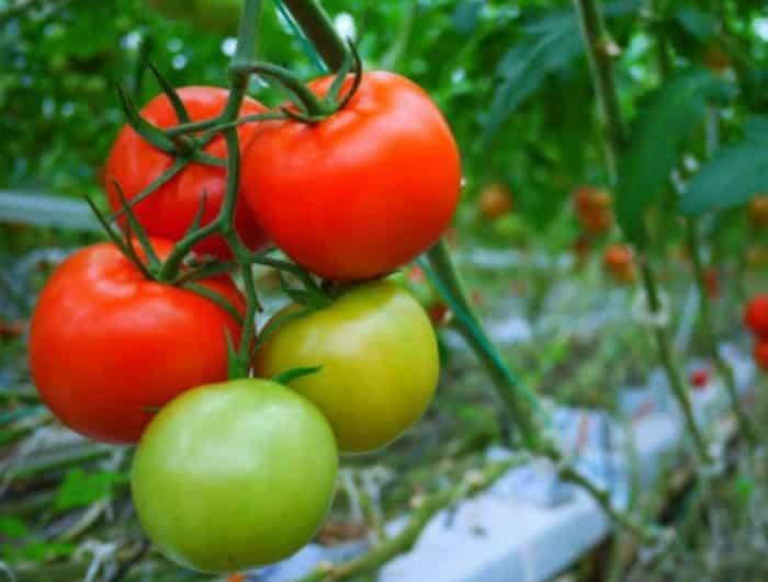 Sejarah Tanaman Tomat