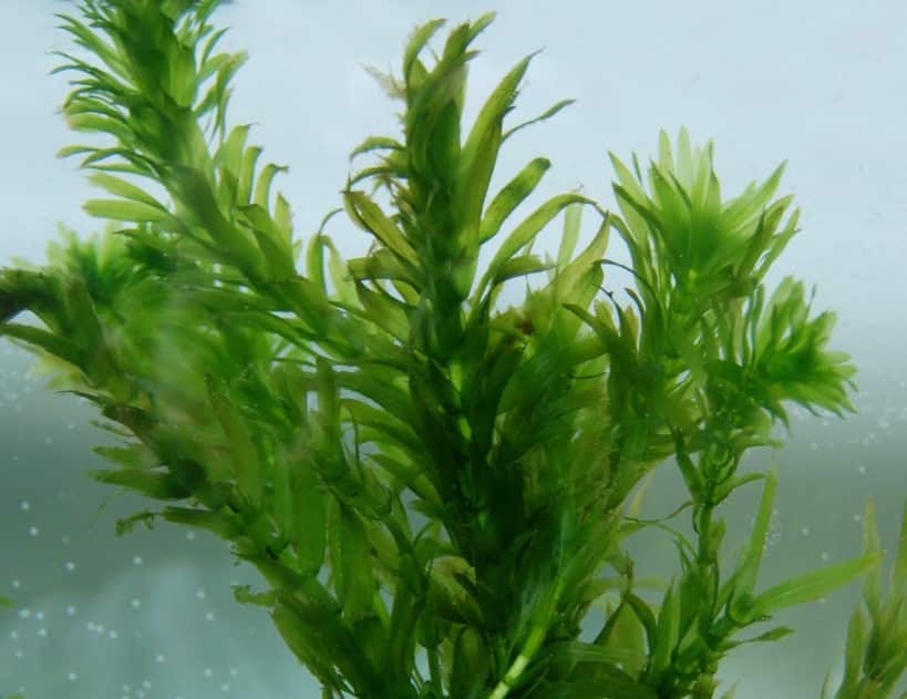 Submerged Hydrophytes Thegorbalsla