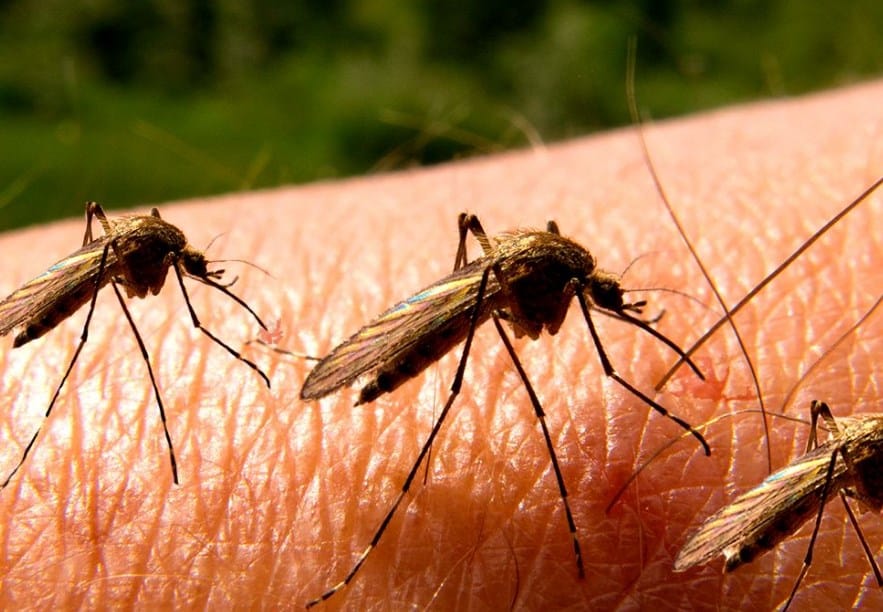 15 Tanaman Pengusir Nyamuk Yang Manjur Dan Nilai Jualnya Puluhan Juta