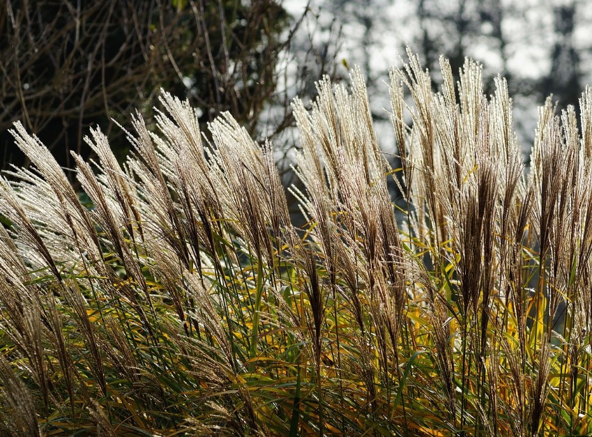 alangalang Thegorbalsla