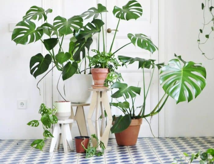 23 Jenis Tanaman Yang Hidup Di Air Raup Untung Pulluhan Juta