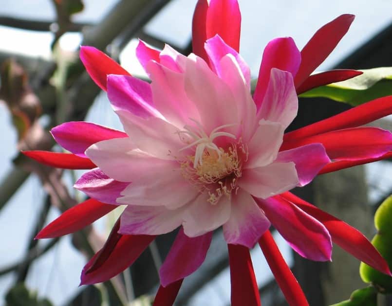 Bunga Wijaya Kusuma Yang Harganya Bagus Dan Jika Panen Ratusan Juta
